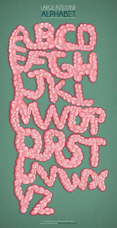 large-intestine-alphabet